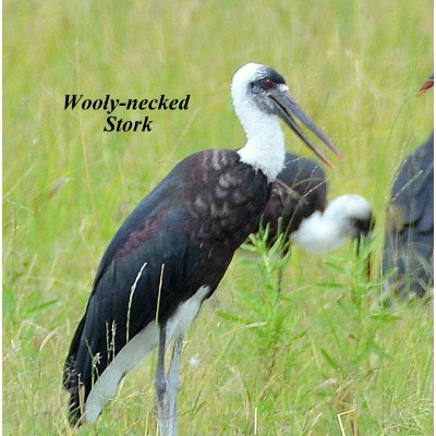 Wooly-necked Stork